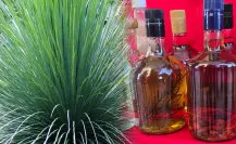 ¿Qué es el sotol y por qué es tan popular en el semidesierto de Durango?