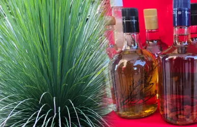 ¿Qué es el sotol y por qué es tan popular en el semidesierto de Durango?