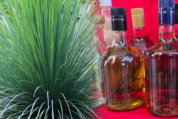 ¿Qué es el sotol y por qué es tan popular en el semidesierto de Durango?