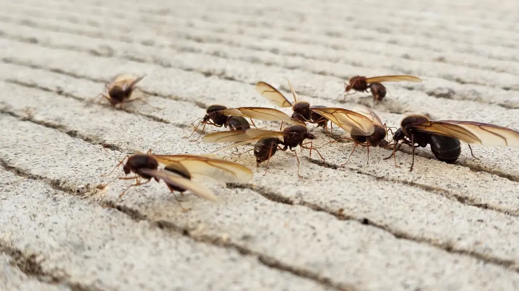 ¿Cuánto cuesta la chicatana, insecto volador que aparece una vez al año en Durango?