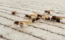 ¿Cuánto cuesta la chicatana, insecto volador que aparece una vez al año en Durango?