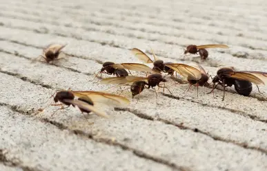 ¿Cuánto cuesta la chicatana, insecto volador que aparece una vez al año en Durango?