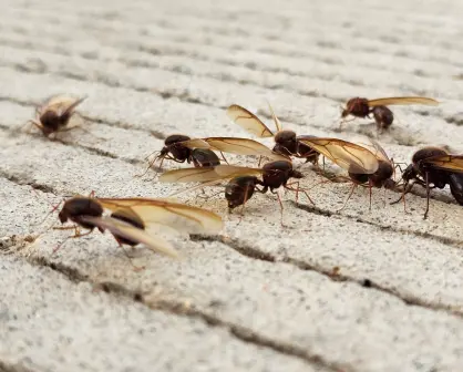 ¿Cuánto cuesta la chicatana, insecto volador que aparece una vez al año en Durango?