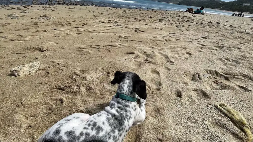 3 playas de Nayarit que son perfectas para llevar a tu lomito