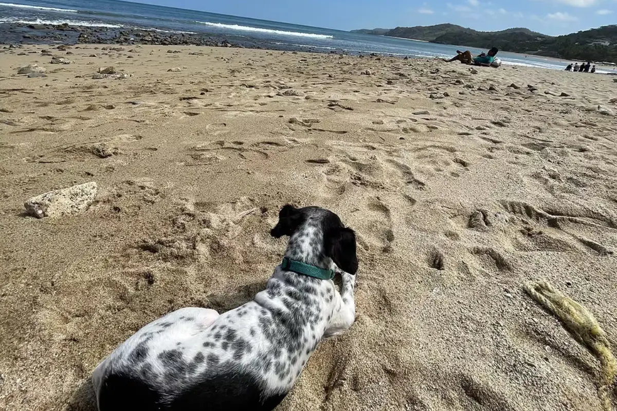 La Riviera Nayarit es considerada una de las zonas insignia pet friendly de México por sitios especializados. Foto: https: pawsarewelcome.com