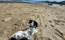 3 playas de Nayarit que son perfectas para llevar a tu lomito