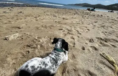 3 playas de Nayarit que son perfectas para llevar a tu lomito