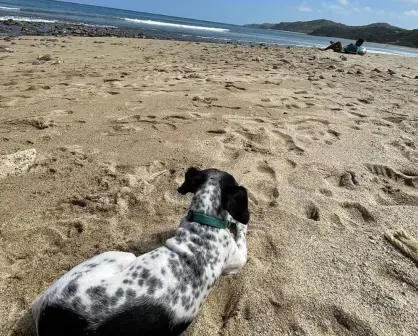3 playas de Nayarit que son perfectas para llevar a tu lomito