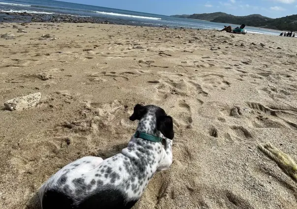 3 playas de Nayarit que son perfectas para llevar a tu lomito