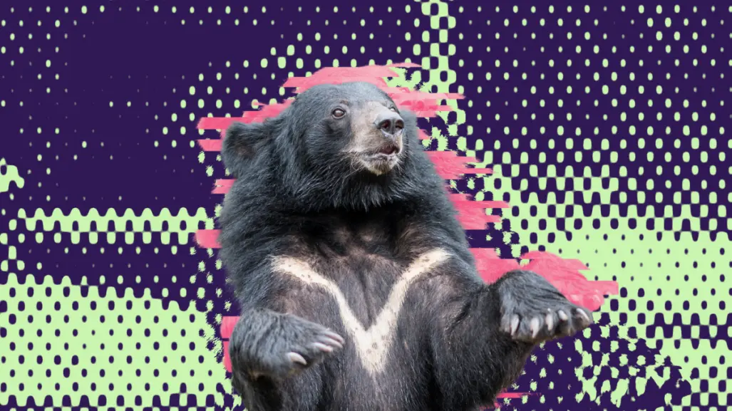 Aquí te decimos qué hacer si ves un oso en Nuevo León