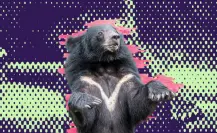 Aquí te decimos qué hacer si ves un oso en Nuevo León