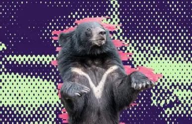 Aquí te decimos qué hacer si ves un oso en Nuevo León