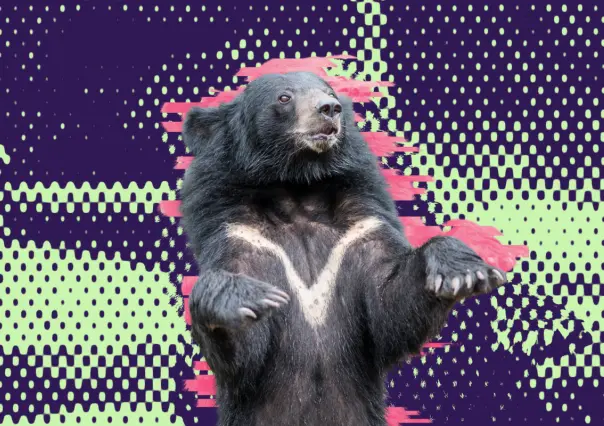 Aquí te decimos qué hacer si ves un oso en Nuevo León