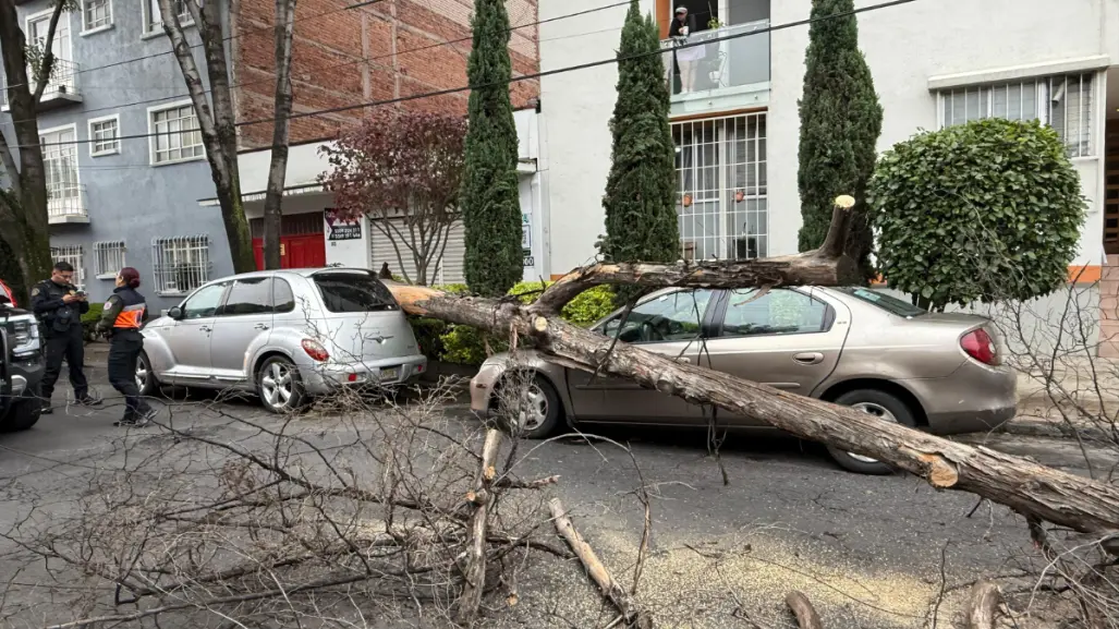 Cae árbol de 12 metros en la Narvarte y daña vehículos en CDMX