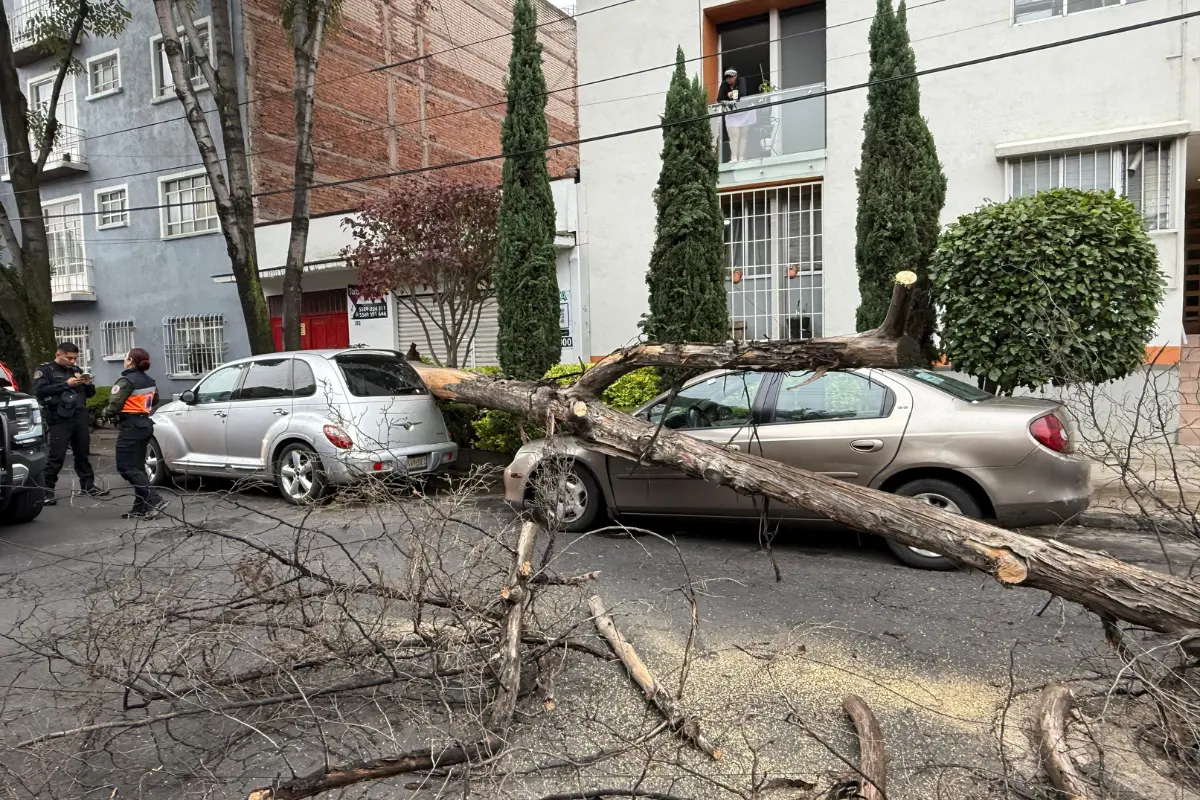 Árbol caído en la Narvarte posiblemente por las lluvias de CDMX. Foto: Ramón Ramírez