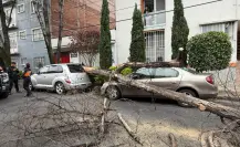 Cae árbol de 12 metros en la Narvarte y daña vehículos en CDMX