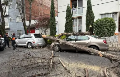 Cae árbol de 12 metros en la Narvarte y daña vehículos en CDMX