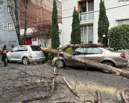 Cae árbol de 12 metros en la Narvarte y daña vehículos en CDMX