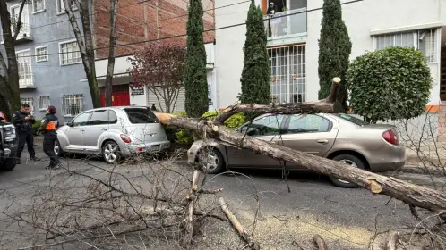Cae árbol de 12 metros en la Narvarte y daña vehículos en CDMX