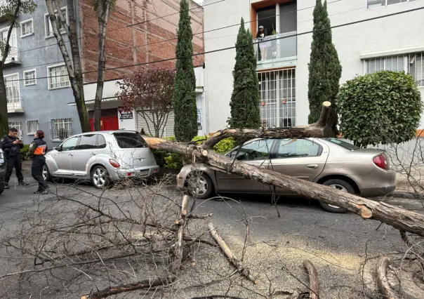 Cae árbol de 12 metros en la Narvarte y daña vehículos en CDMX