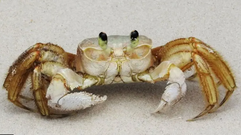 Foto: Inaturalist.org