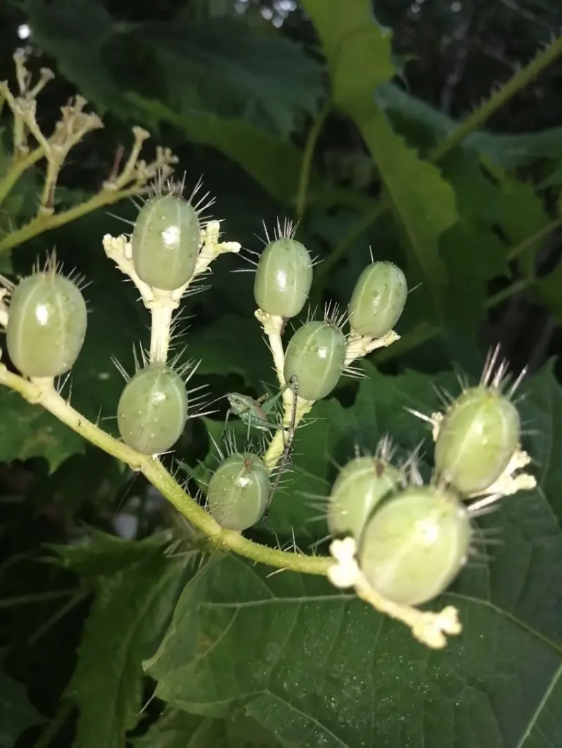 Los frutos, así como el tallo y las flores de la mala mujer son urticantes. Foto: iNaturalist
