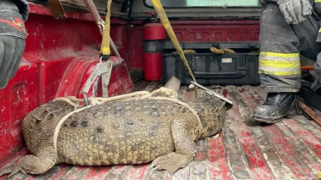 Cocodrilo en calles de Cuautitlán Izcalli: esto debes hacer si te topas con uno