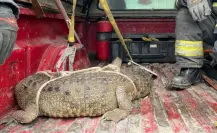 Cocodrilo en calles de Cuautitlán Izcalli: esto debes hacer si te topas con uno