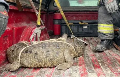 Cocodrilo en calles de Cuautitlán Izcalli: esto debes hacer si te topas con uno