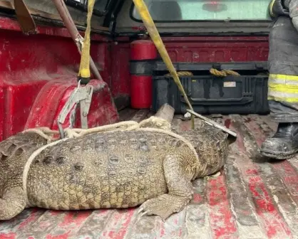 Cocodrilo en calles de Cuautitlán Izcalli: esto debes hacer si te topas con uno
