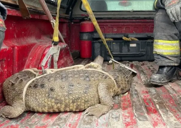 Cocodrilo en calles de Cuautitlán Izcalli: esto debes hacer si te topas con uno