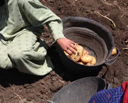 ¿Cómo denunciar el trabajo infantil en Nuevo León?