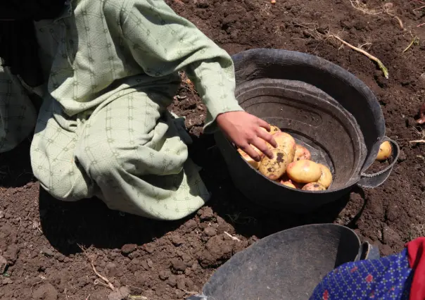 ¿Cómo denunciar el trabajo infantil en Nuevo León?