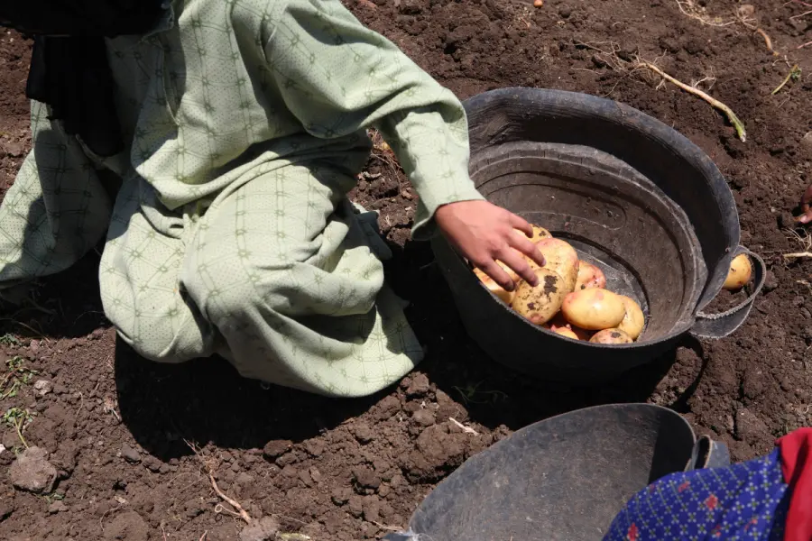 ¿Cómo denunciar el trabajo infantil en Nuevo León?