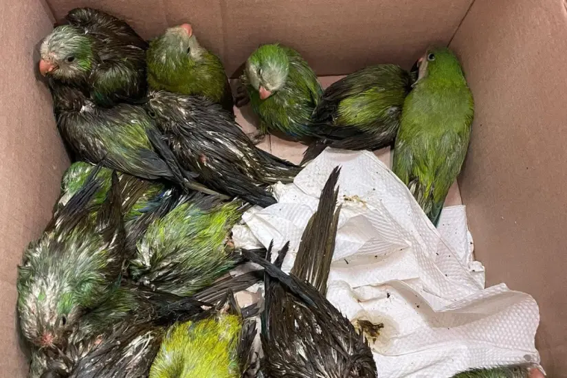 Un total de 15 crías de cotorro fueron rescatados del árbol caído. Foto: Axel Hassel