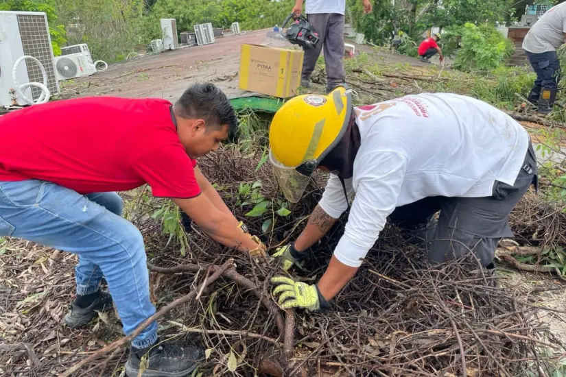 Lo que inició como el reporte de un árbol caído terminó en el rescate de fauna silvestre. Foto: Axel Hassel