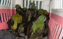 Rescatan 15 cotorros de un árbol colapsado en Altamira