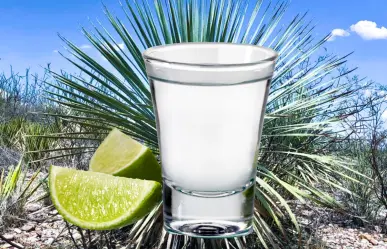 El sotol de Durango y 3 municipios en los que puedes comprarlo a productores locales