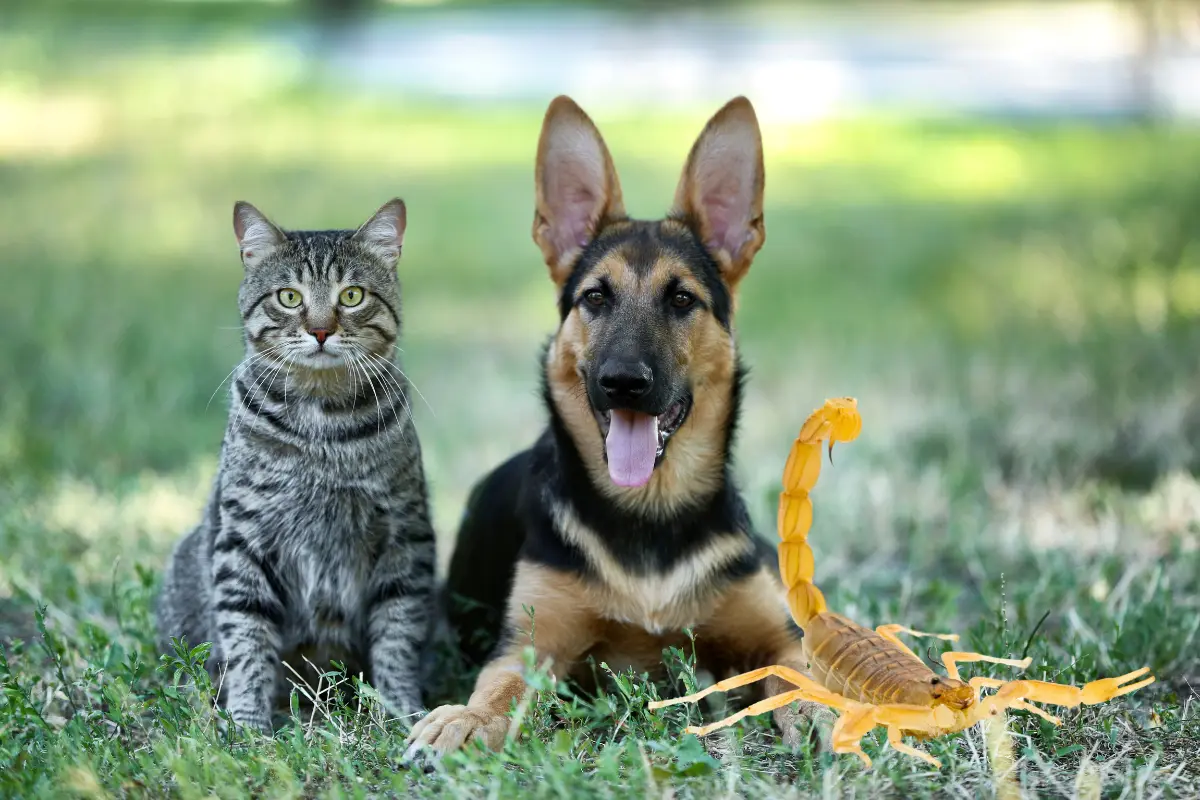 Durante la temporada de calor es necesario estar al cuidado de los perros y gatos de la picadura de alacrán. Foto: Especial.