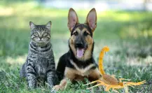 El alacrán de Durango y el peligro que corren perros y gatos de ser picados