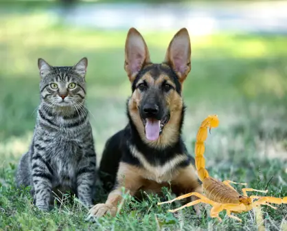 El alacrán de Durango y el peligro que corren perros y gatos de ser picados