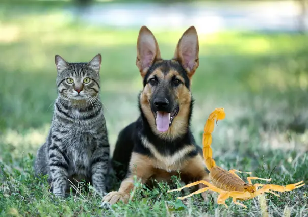 El alacrán de Durango y el peligro que corren perros y gatos de ser picados