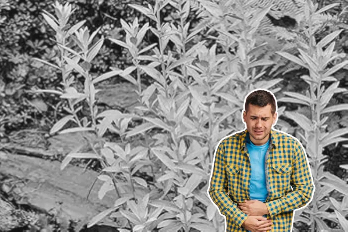 El estafiate, una hierba medicinal de raíces profundas en la cultura popular de Nuevo León, sigue vigente como remedio natural para problemas digestivos. Foto: Amazon / Freepik
