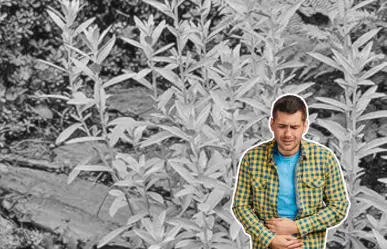 Está planta nativa de Nuevo León puede tratar los dolores de estómago