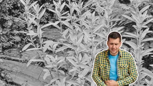 Está planta nativa de Nuevo León puede tratar los dolores de estómago