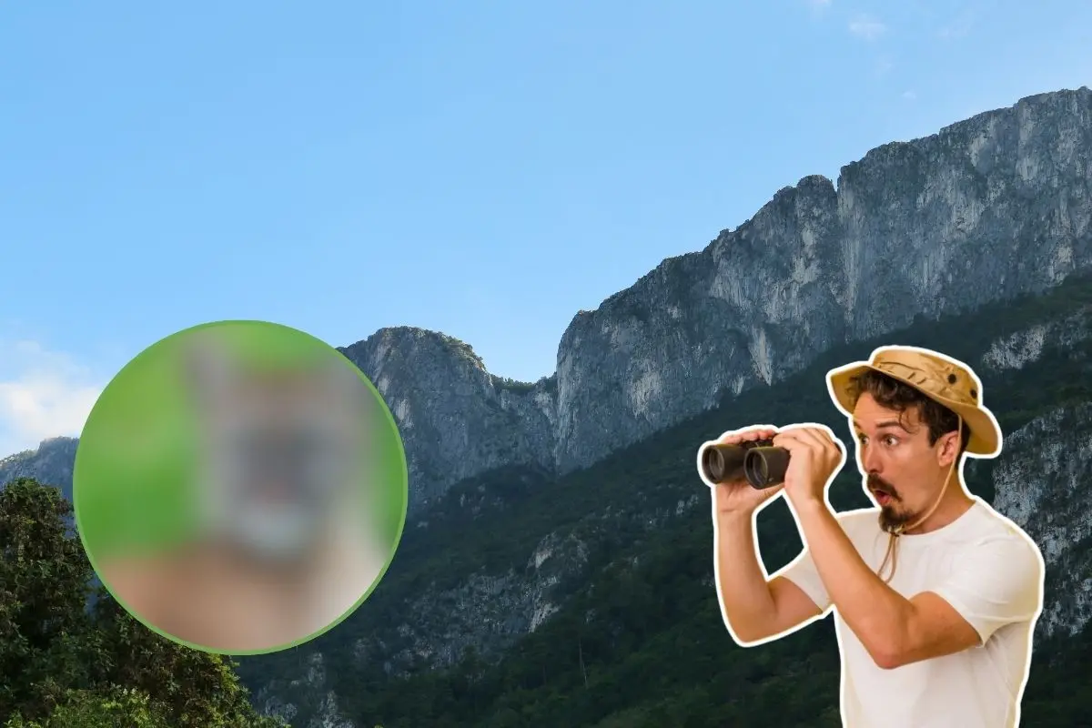 Al ser un depredador tope, regula las poblaciones de herbívoros como el venado cola blanca, evitando el sobrepastoreo y promoviendo la salud del hábitat. Foto: CANVA / Freepik / AESPAC