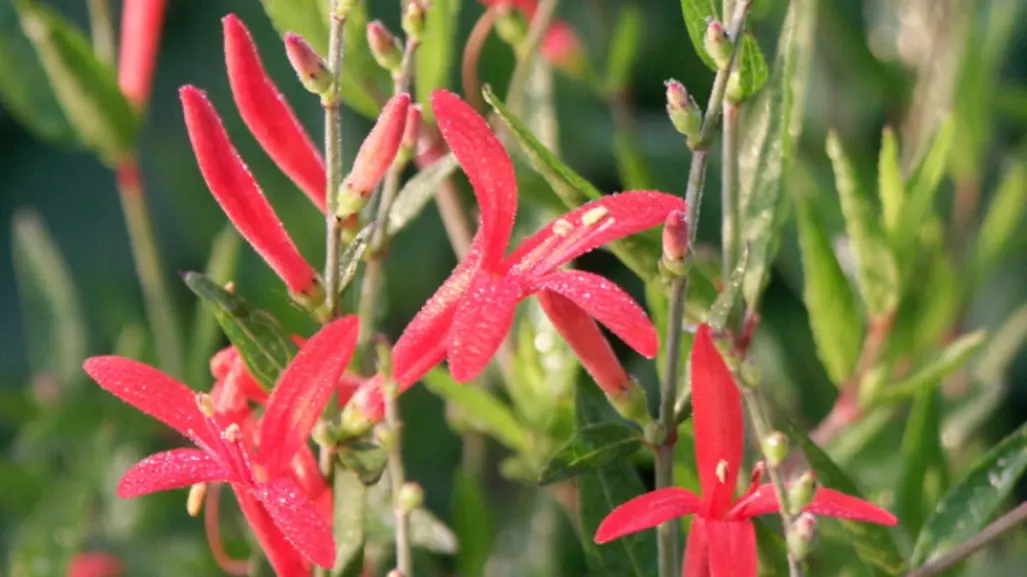 Descubre la hermosa flor nativa de Tamaulipas capaz de resistir sequías y suelos muy pobres