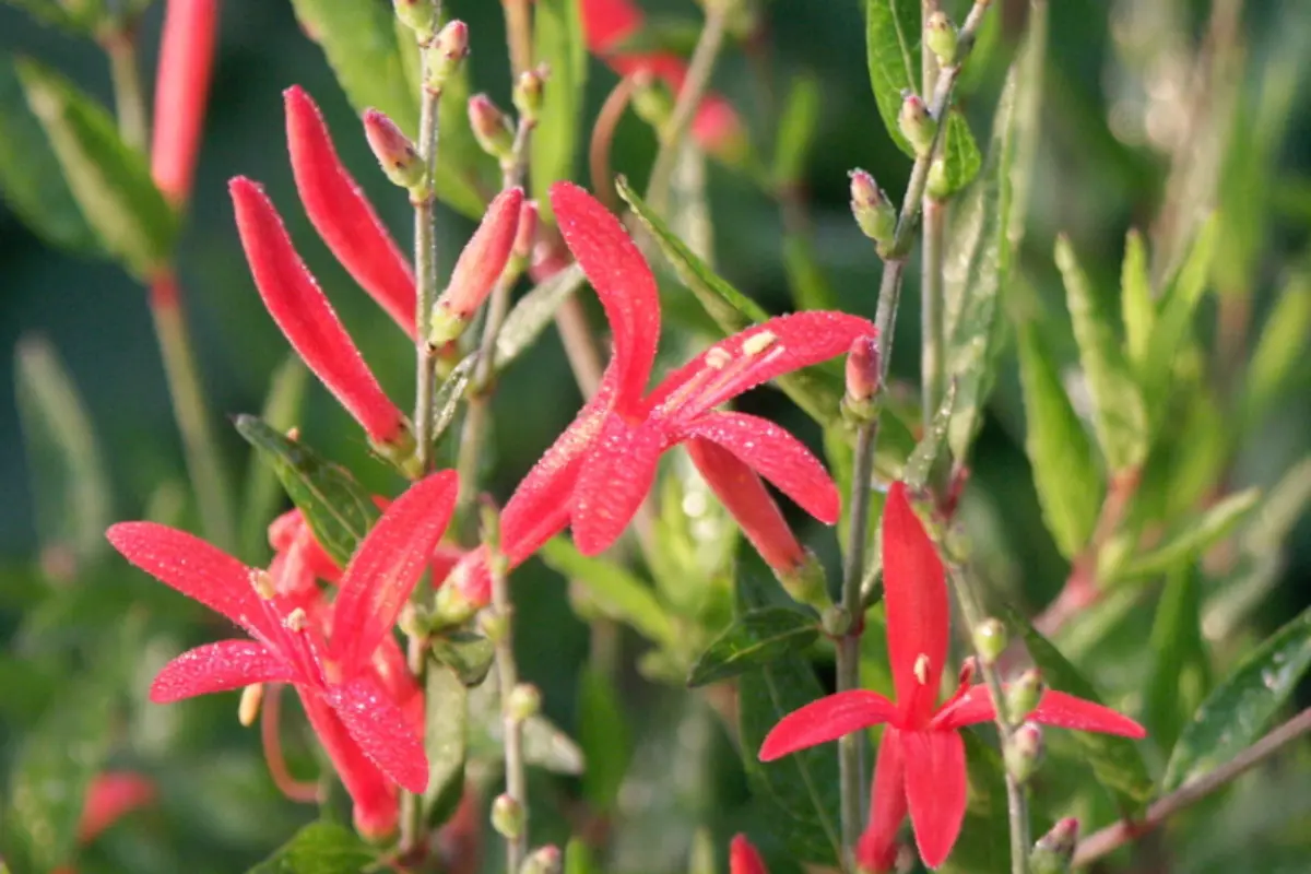 La flama mexicana o jazmín del desierto crece en matorrales del semidesierto o zonas serranas. Foto: iNaturalist