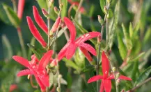 Descubre la hermosa flor nativa de Tamaulipas capaz de resistir sequías y suelos muy pobres