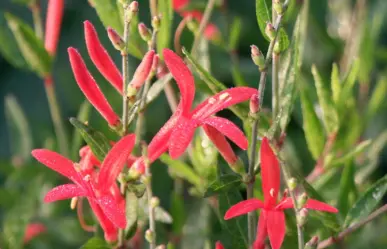 Descubre la hermosa flor nativa de Tamaulipas capaz de resistir sequías y suelos muy pobres